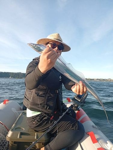 タチウオの釣果