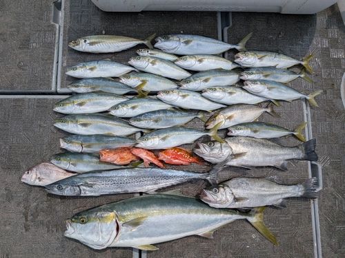 サワラの釣果