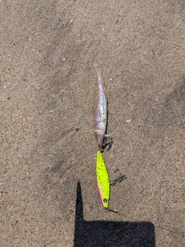 シロギスの釣果