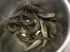 ハゼの釣果