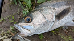 スズキの釣果