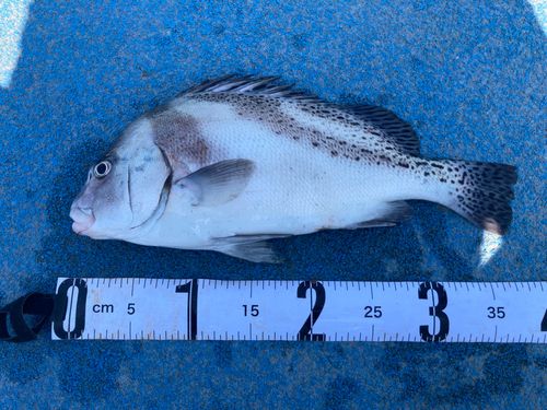コショウダイの釣果