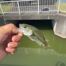 ブラックバス