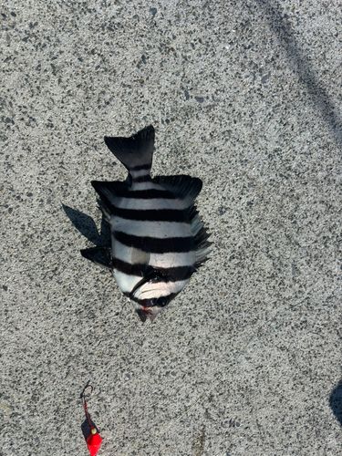 イシダイの釣果