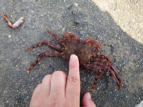 カニの釣果