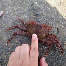 カニ