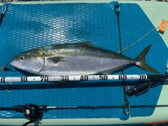 ブリの釣果
