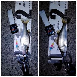 セイゴ（ヒラスズキ）