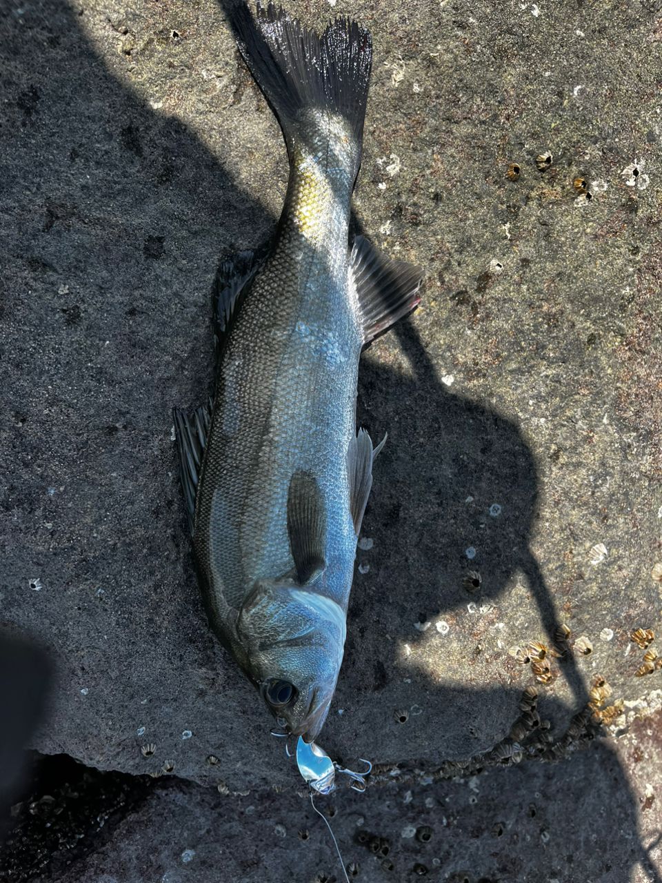 セイゴ（マルスズキ）