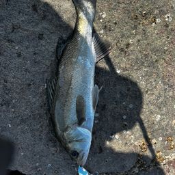 セイゴ（マルスズキ）