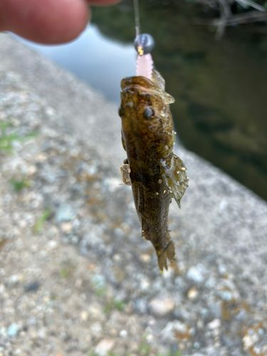 ドンコの釣果