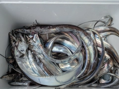 タチウオの釣果