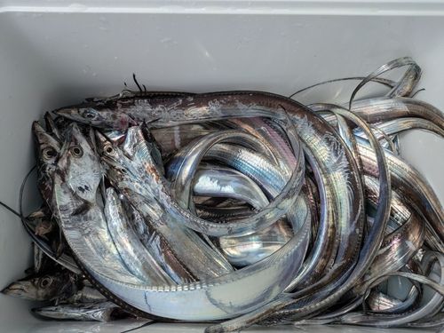 タチウオの釣果