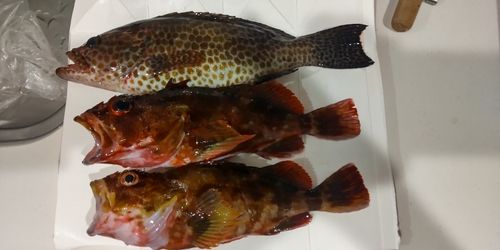 オオモンハタの釣果