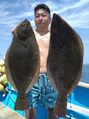 ヒラメの釣果
