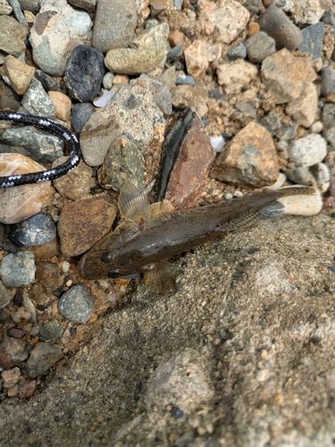 キビレの釣果