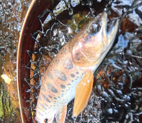 アマゴの釣果