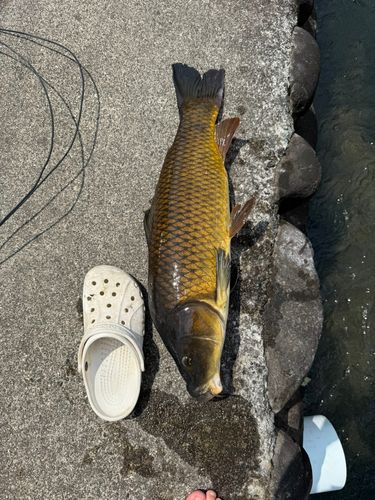 コイの釣果