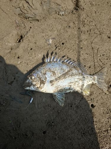 キビレの釣果