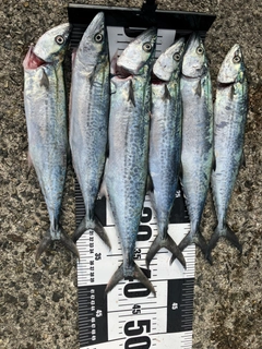 サゴシの釣果