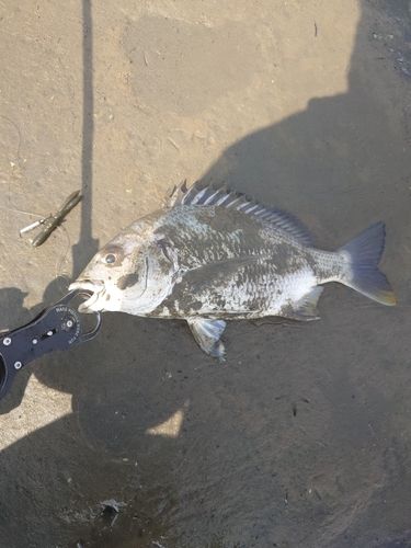 キビレの釣果