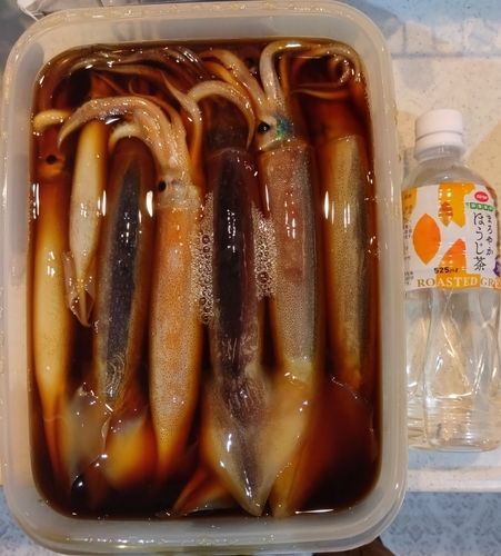 イカの釣果