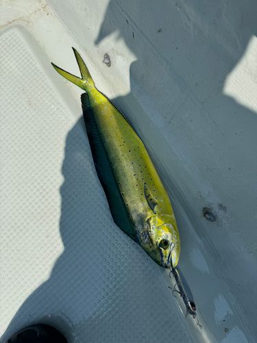 シイラの釣果