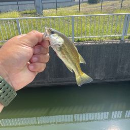 ブラックバス
