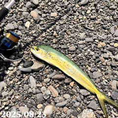 シイラの釣果