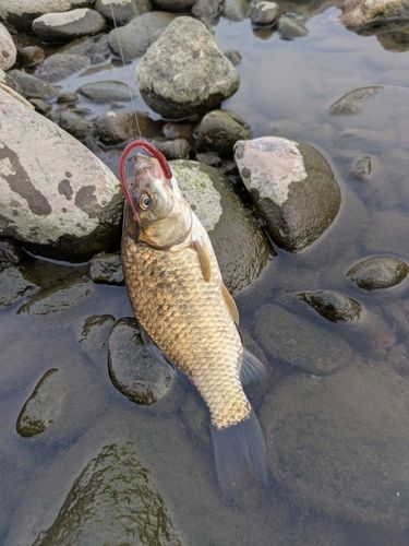 マブナの釣果