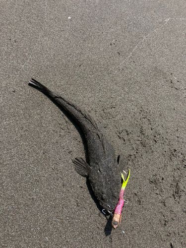マゴチの釣果