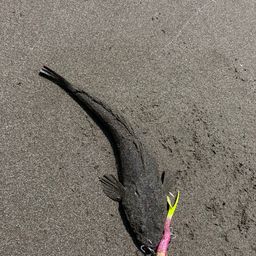 マゴチ