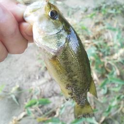 ラージマウスバス