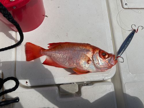 チカメキントキの釣果