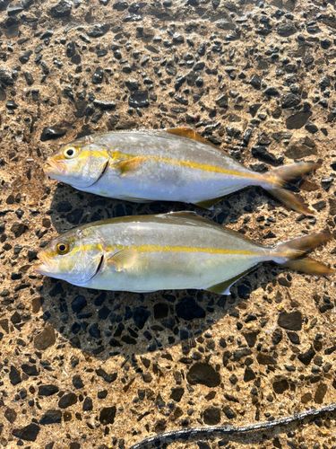 ネリゴの釣果