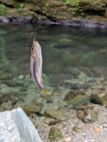 カワムツの釣果