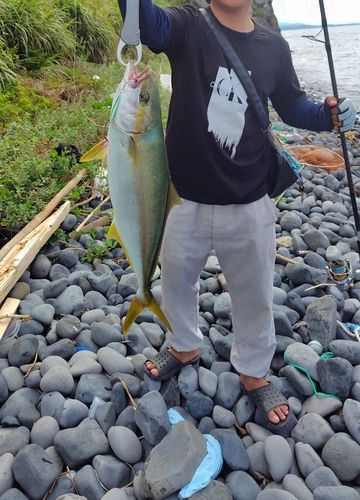 ヒラマサの釣果