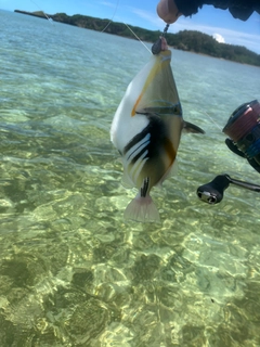 ムラサメモンガラの釣果