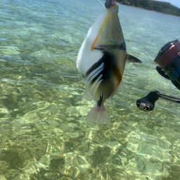 ムラサメモンガラ