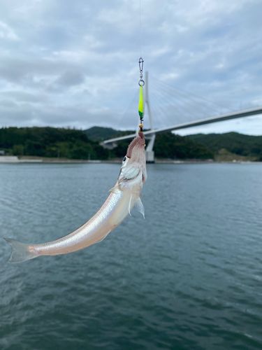 キスの釣果