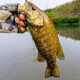 スモールマウスバス