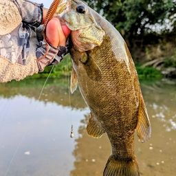 スモールマウスバス