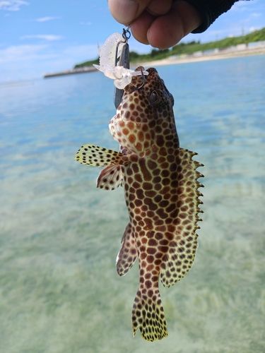 イシミーバイの釣果
