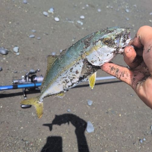 ワカシの釣果