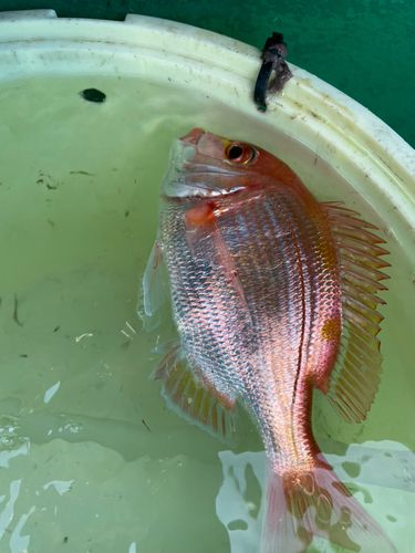 レンコダイの釣果