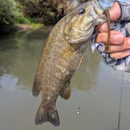 スモールマウスバス