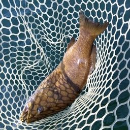 スモールマウスバス