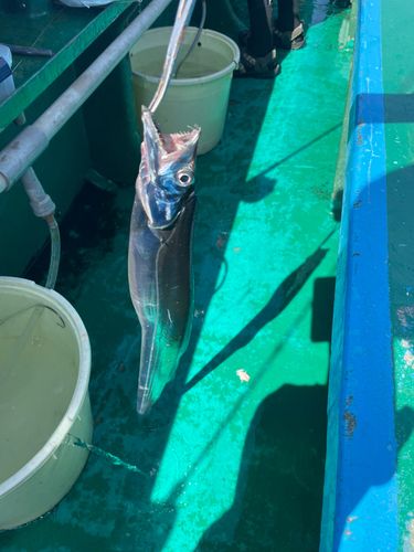 タチウオの釣果