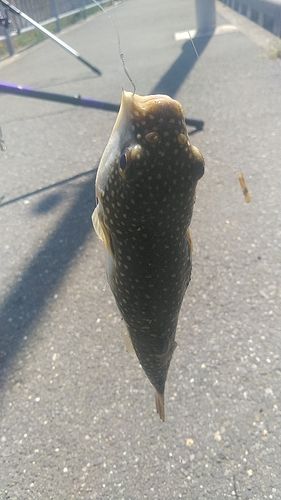 クサフグの釣果