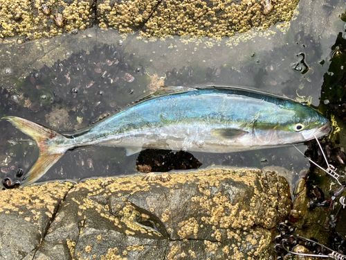 イナダの釣果